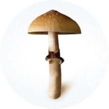 GrowMyShroomies Logo
